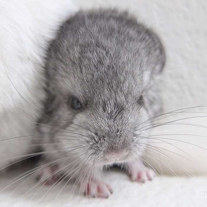 Baby Chinchilla