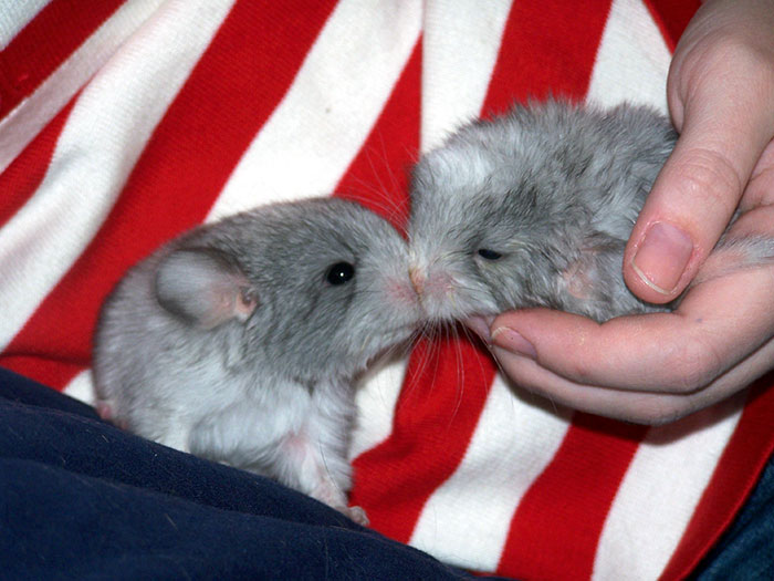 Baby Chinchillas