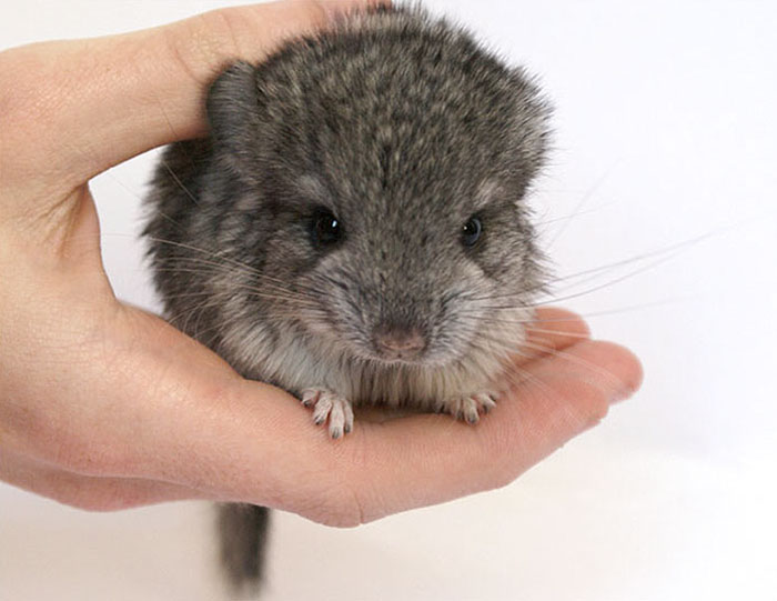 Baby Chinchilla
