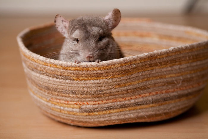Baby Chinchilla
