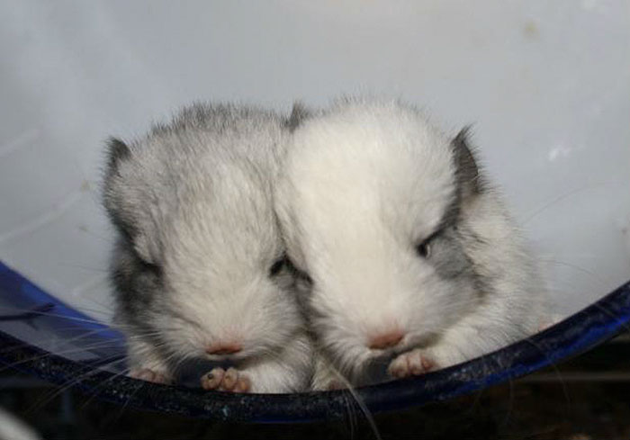 Baby Chinchilla