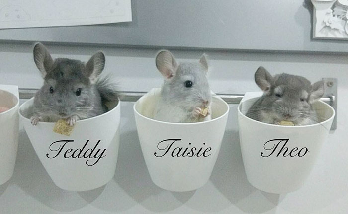 Baby Chinchillas