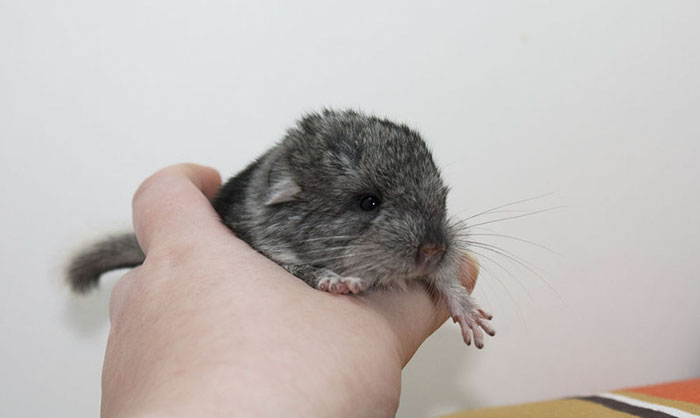 Baby Chinchilla