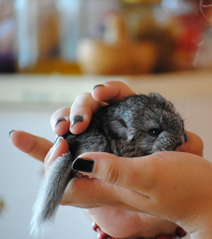Baby Chinchilla