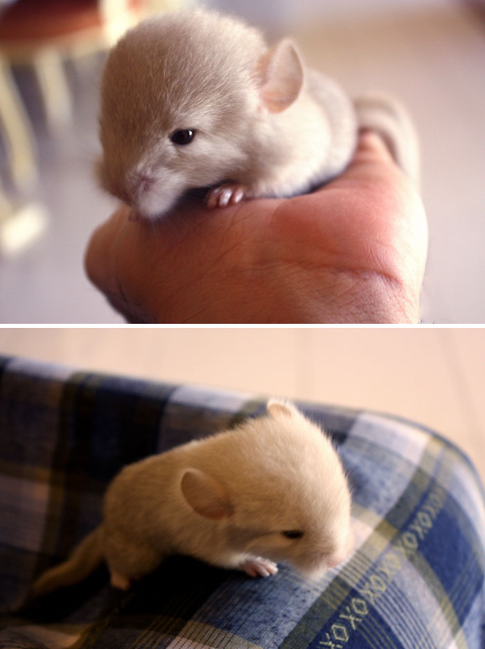 Baby Chinchilla