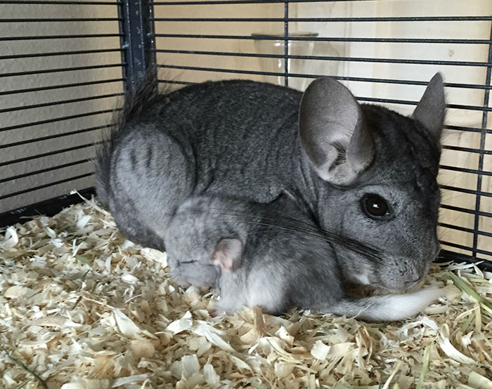 My Chinchilla Had A Baby