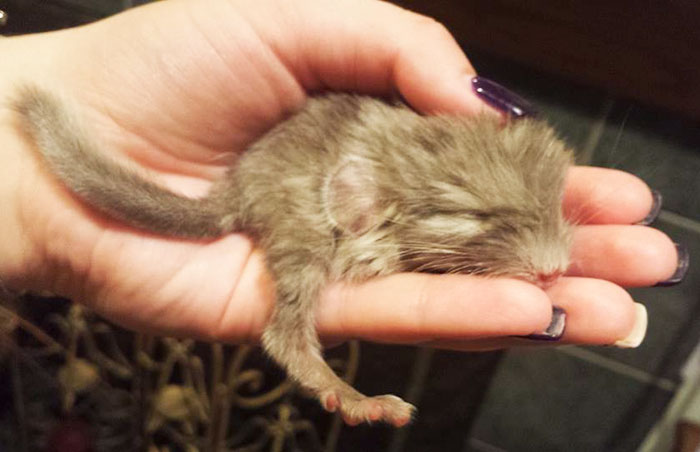 My Friend's Chinchilla Just Had Babies