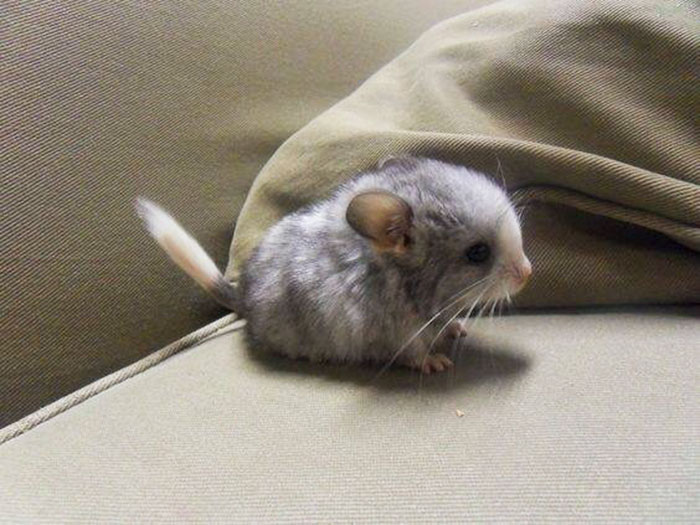 Baby Chinchilla