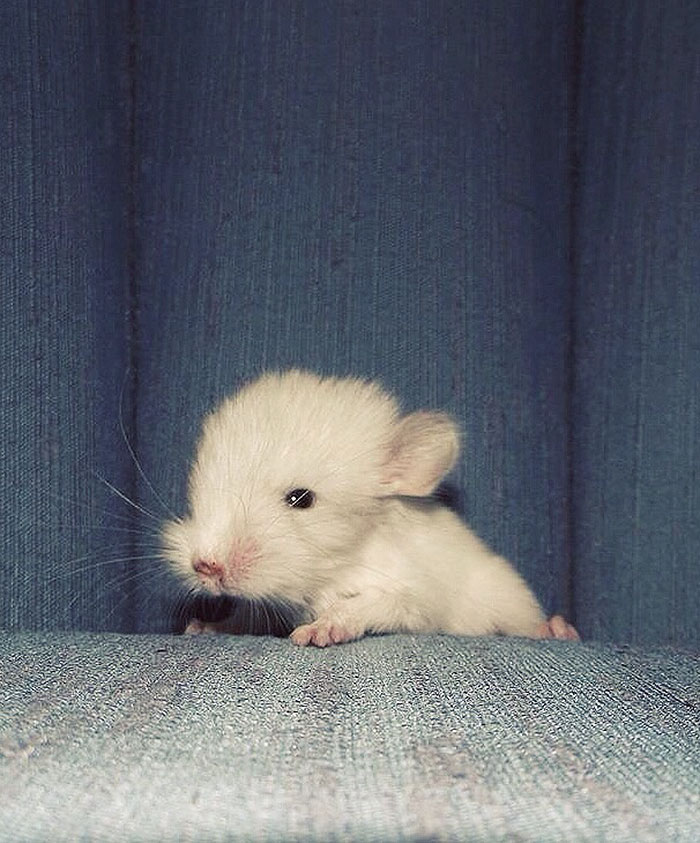 Baby Chinchilla