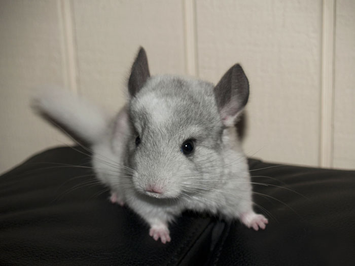 Baby Chinchilla