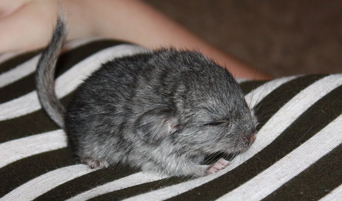 Baby Chinchilla