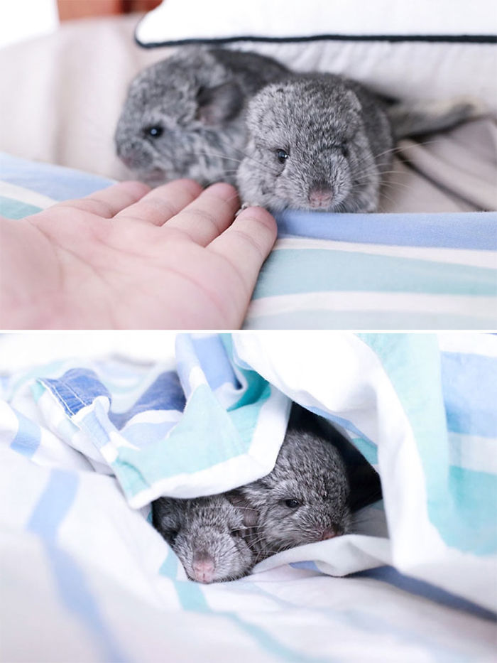 Baby Chinchillas