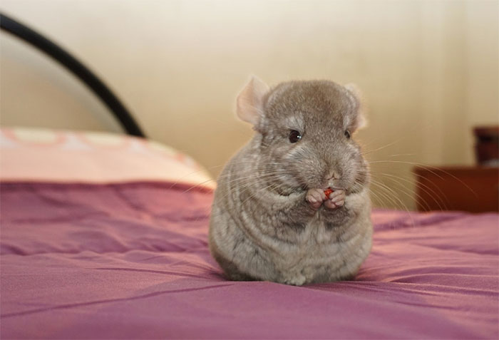 Baby Chinchilla