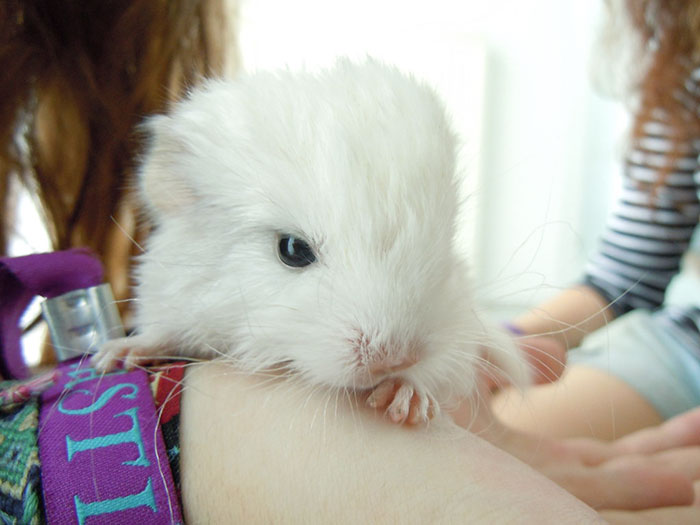 Baby Chinchilla