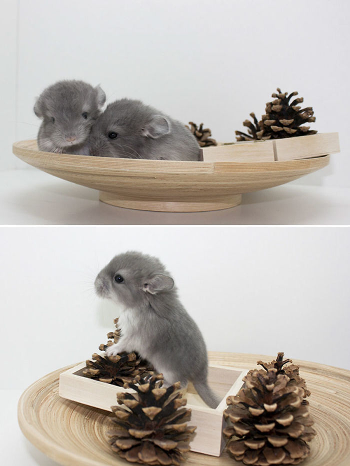 Baby Chinchillas