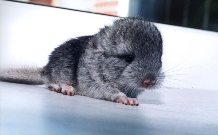 Baby Chinchilla