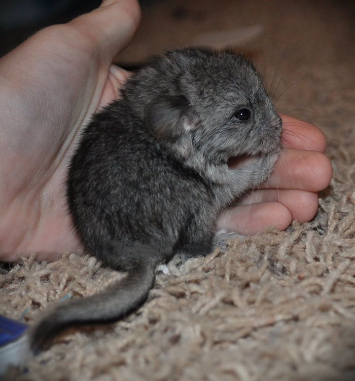 Baby Chinchilla