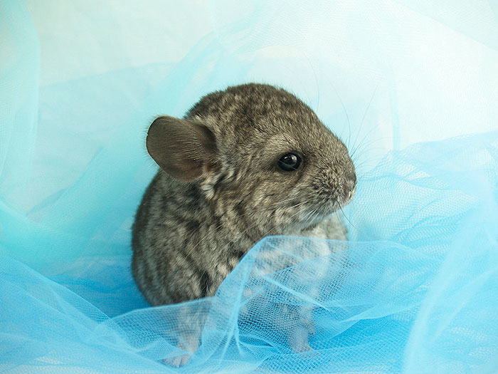 Baby Chinchilla