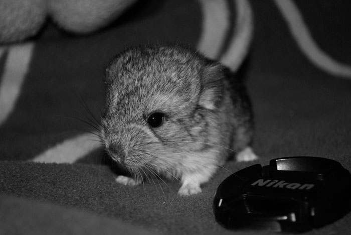 Baby Chinchilla