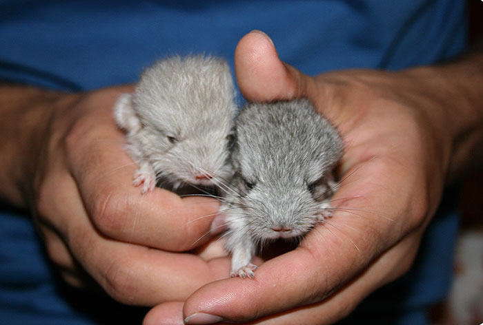 Baby Chinchillas