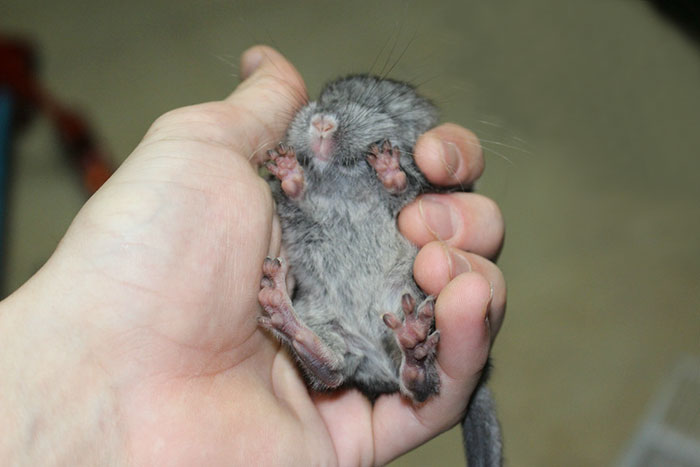 Baby Chinchilla