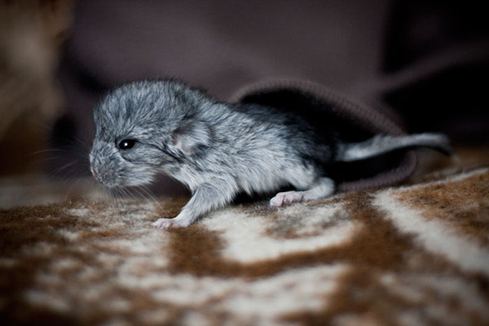 Baby Chinchilla