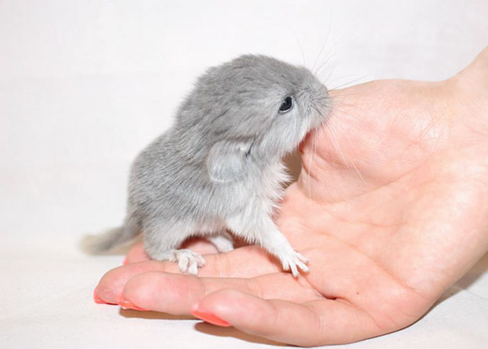 Baby Chinchilla