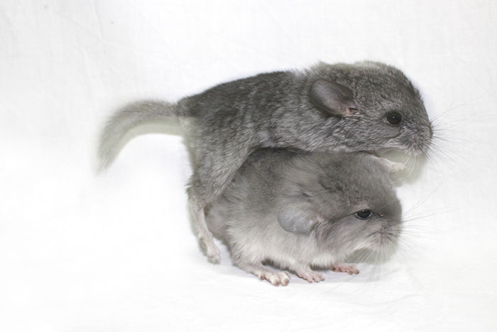 Baby Chinchilla