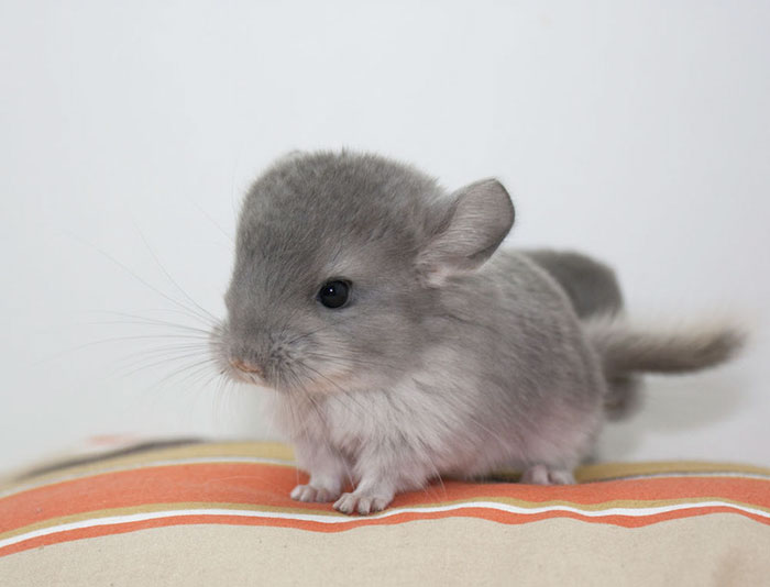 Baby Chinchilla