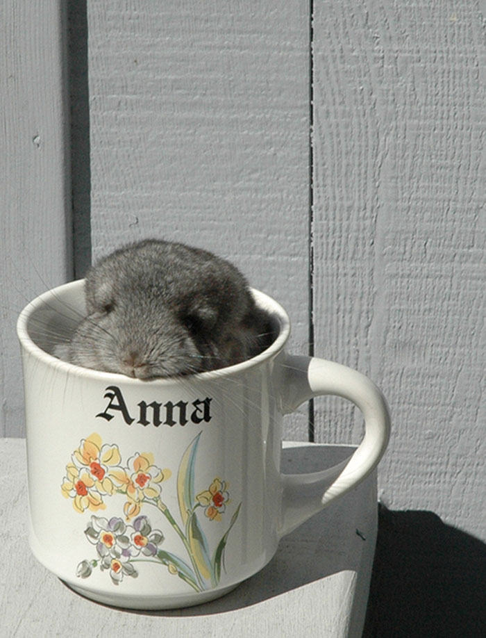 Baby Chinchilla
