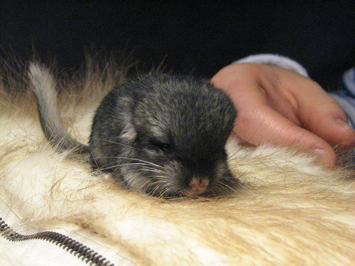 Baby Chinchilla