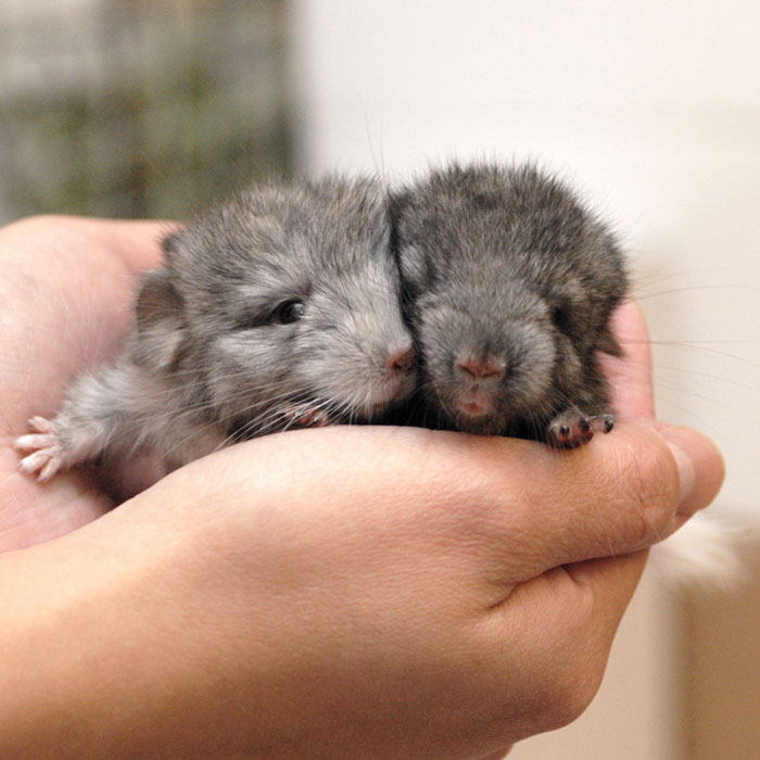 Baby Chinchillas