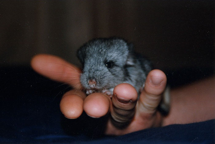 Baby Chinchilla