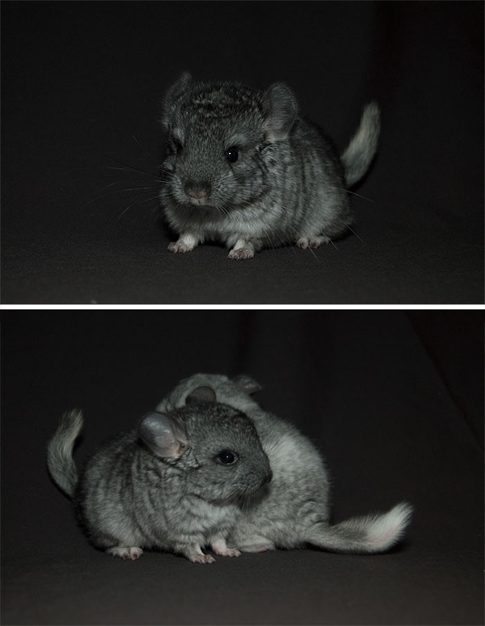 Baby Chinchilla