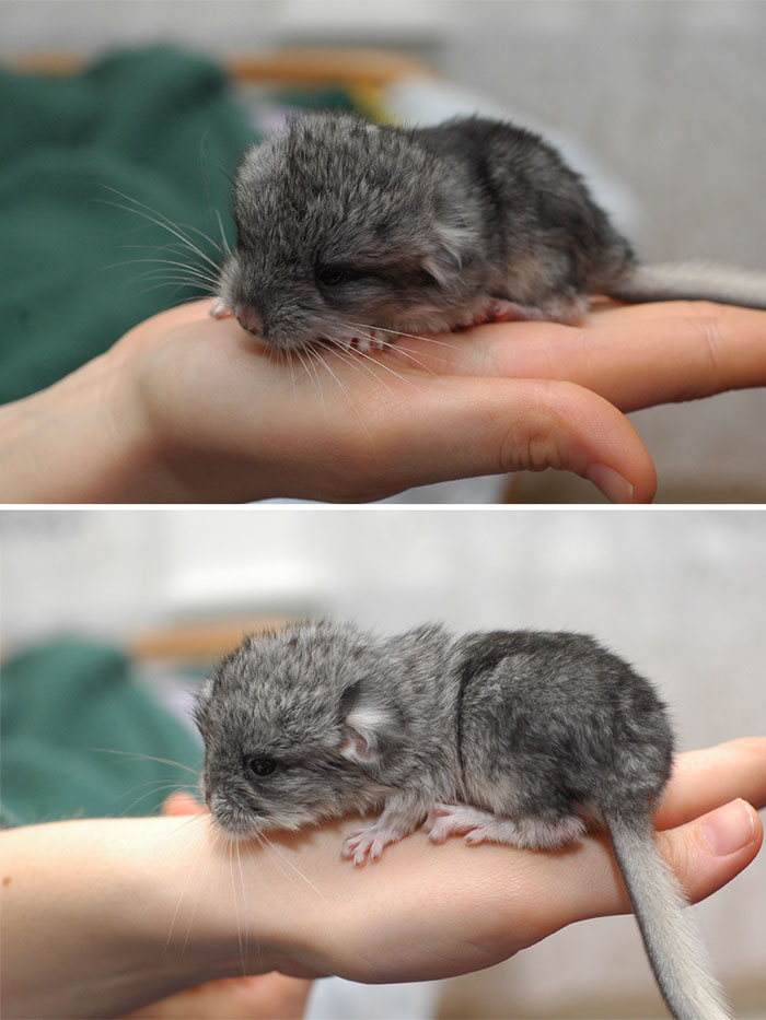 Baby Chinchilla