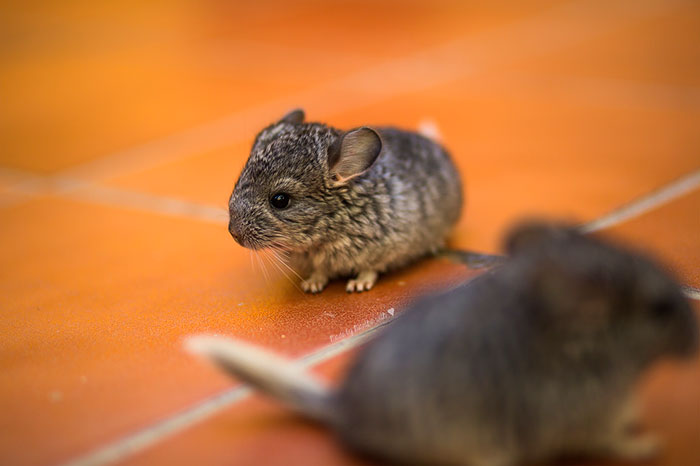 Baby Chinchilla