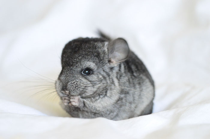 Baby Chinchilla