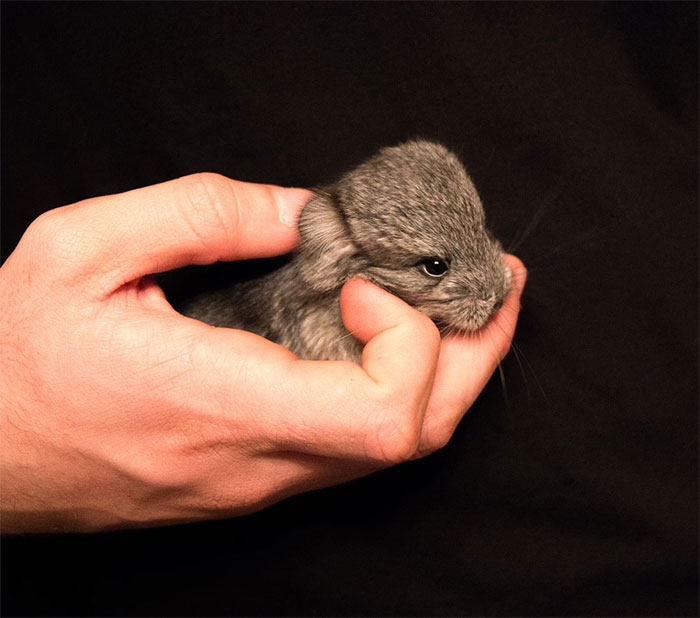 Baby Chinchilla