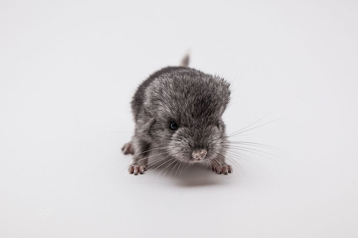 Baby Chinchilla