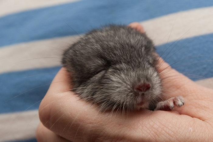 Baby Chinchilla