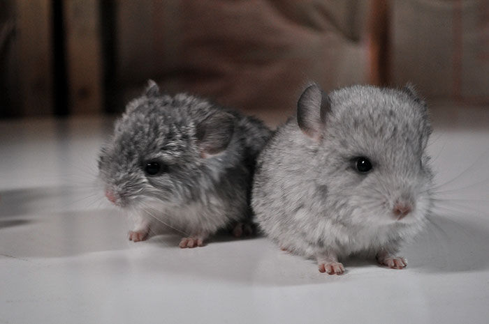Baby Chinchillas