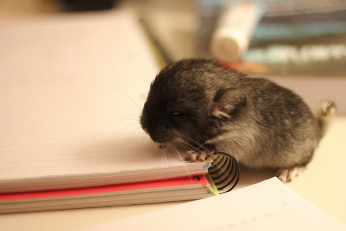 Baby Chinchilla