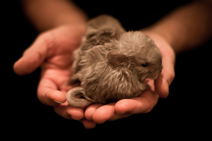 Baby Chinchillas