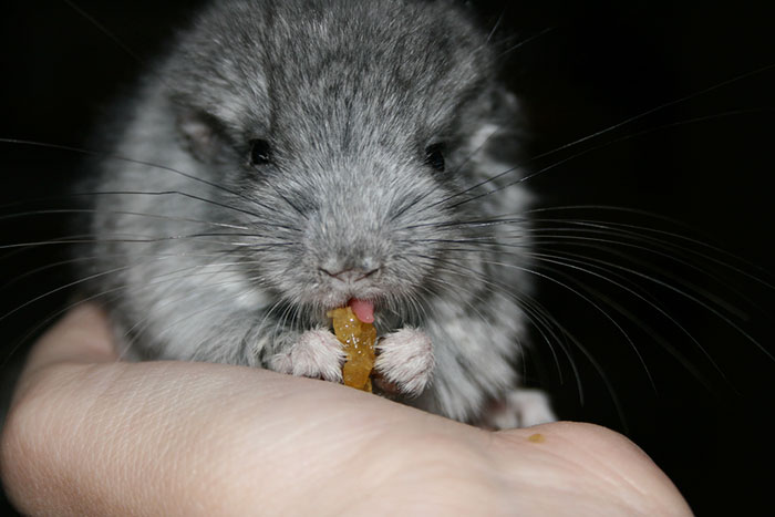 Baby Chinchilla