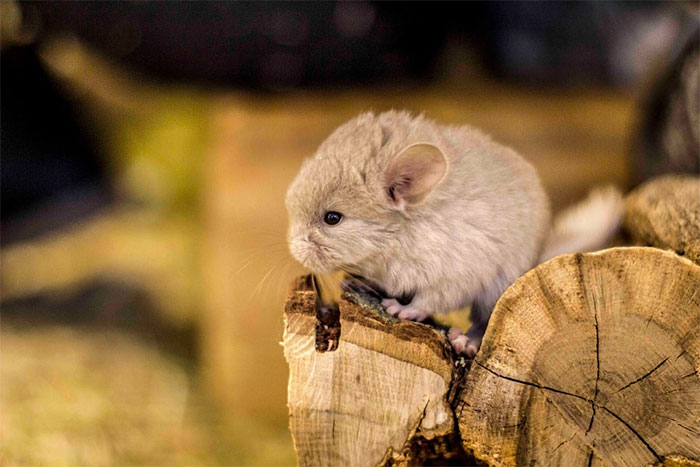 Baby Chinchilla