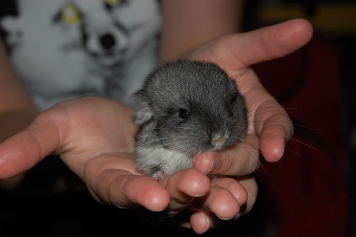 Baby Chinchilla