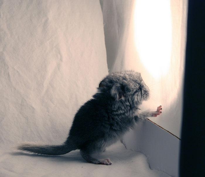 Baby Chinchilla