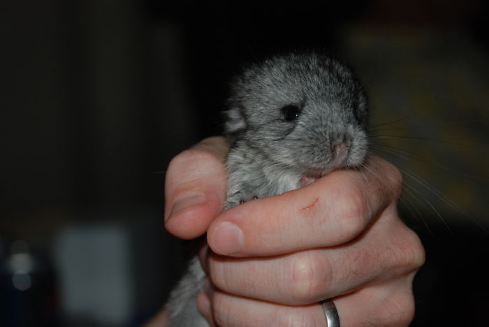 Baby Chinchilla