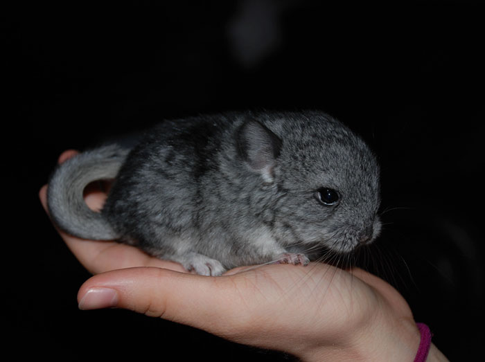 Baby Chinchilla