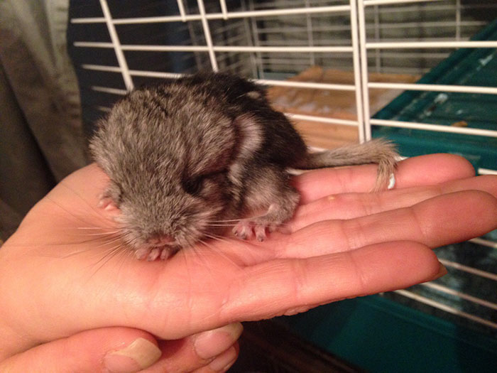Baby Chinchilla